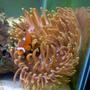 corals inverts - macrodactyla doreensis - long tentacle anemone stocking in 29 gallons tank - Long Tentacle Anemone w/Tank Raised Clown Fish