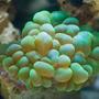 corals inverts - plerogyra sinuosa - bubble coral, green stocking in 29 gallons tank - Green Bubble Coral in his nest....