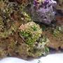 corals inverts - euphyllia paradivisa - frogspawn coral - branched stocking in 29 gallons tank - Grape Frogspawn