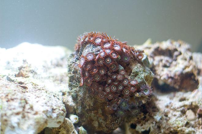corals inverts - zoanthus sp. - colony polyp stocking in 29 gallons tank - Multi Colored Polyps perched on a rock