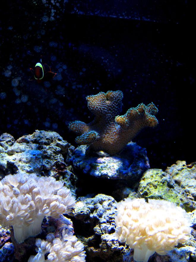 corals inverts - seriatopora hystrix - birdsnest coral stocking in 300 gallons tank - Maroon clown