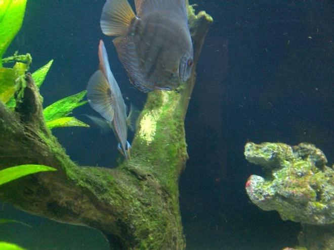 freshwater fish - symphysodon sp. - red turquoise discus stocking in 180 gallons tank - Proud parents. The male if the one to the front and right side.