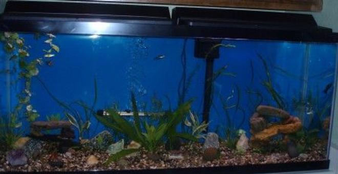 55 gallons freshwater fish tank (mostly fish and non-living decorations) - A current photo of my 55gal.
 2 male mollies, 3 male gouramis, 2 male guppies, 1 cherry barb, 1 golden barb,k 1 tager barb, 1 green barb, 2 pepper corys 2 leopard corys.