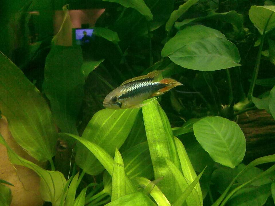 freshwater fish - apistogramma agassizi - double full red agassizi cichlid stocking in 55 gallons tank - Male Apistiogramma Aggazissi