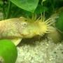 freshwater fish - ancistrus sp. - bushy nose pleco l-144 stocking in 55 gallons tank - Close up - Male Golden Ancistrus Temminckii