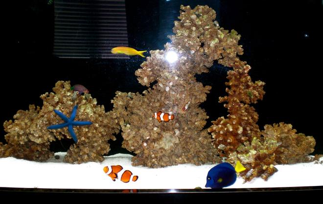 saltwater fish - amphiprion percula - true percula clownfish stocking in 50 gallons tank - Full tank picture