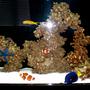 saltwater fish - amphiprion percula - true percula clownfish stocking in 50 gallons tank - Full tank picture