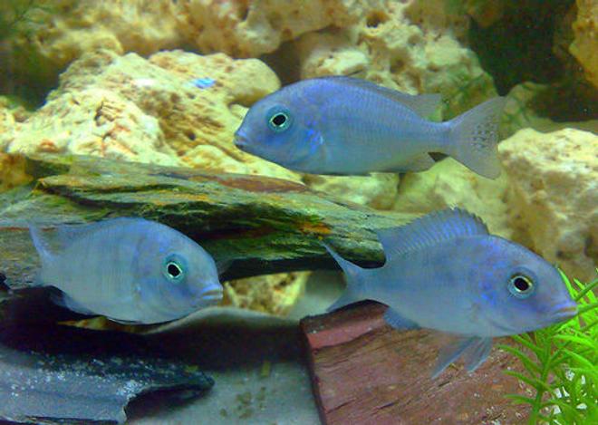 freshwater fish - cyrtocara moorii - blue dolphin cichlid stocking in 57 gallons tank - Cyrtocara Moorii
Malawi Blue Dolphin
My 2nd group of fish I have bought for my new tank.