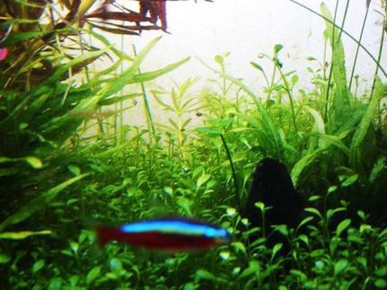 freshwater fish - paracheirodon axelrodi - cardinal tetra stocking in 30 gallons tank - four leaf clover