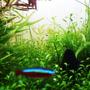 freshwater fish - paracheirodon axelrodi - cardinal tetra stocking in 30 gallons tank - four leaf clover