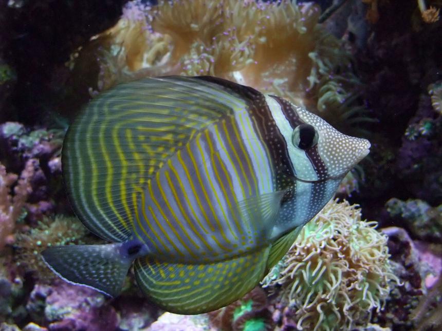 Rated #11: Saltwater Fish - Zebrasoma Desjardini - Sailfin Tang, Desjardini Stocking In 130 Gallons Tank - Nice Sailfin Tang :)