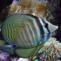 saltwater fish - zebrasoma desjardini - sailfin tang, desjardini stocking in 130 gallons tank - Nice Sailfin Tang :)