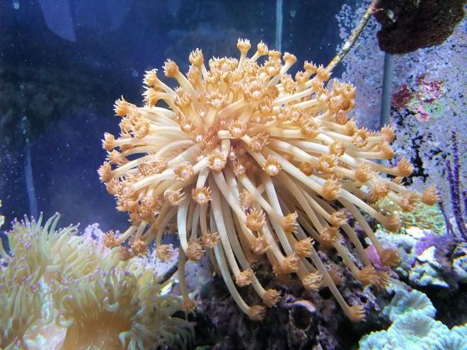 corals inverts - goniopora sp. - flower pot coral - true red stocking in 130 gallons tank - Red Gonipora