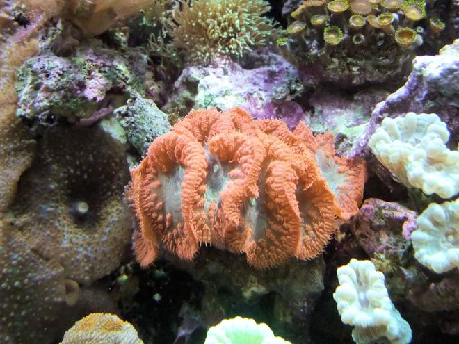 corals inverts - blastomussa wellsi - blastomussa coral stocking in 130 gallons tank - Red Blastomussa