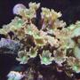 corals inverts - clavularia sp. - clove polyp stocking in 130 gallons tank - Clove polyps