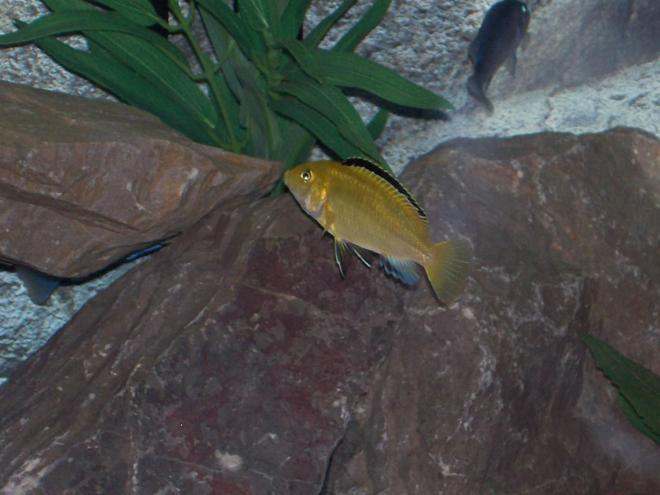 freshwater fish - labidochromis caeruleus - electric yellow cichlid stocking in 110 gallons tank - Labidochromis caeruleus (Lion's Cove II) Yellow Lab