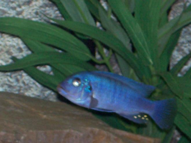freshwater fish - metriaclima callainos - cobalt blue zebra cichlid stocking in 110 gallons tank - another pic of male Metriaclima callainos Cobalt Zebra)