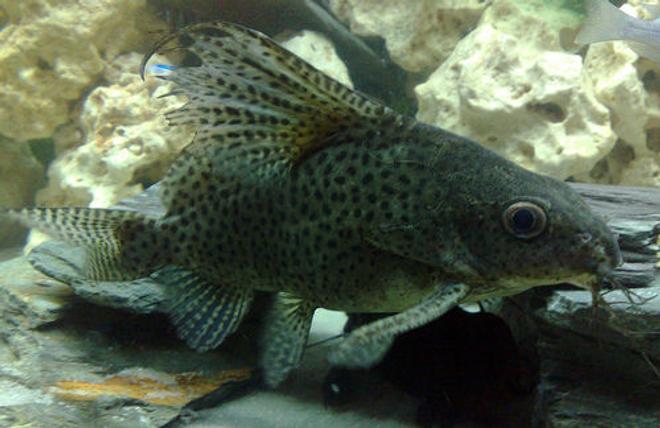 freshwater fish - synodontis eupterus - synodontis eupterus catfish stocking in 57 gallons tank - This is Scatz my Synodontis