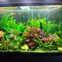 130 gallons freshwater fish tank (mostly fish and non-living decorations) - 100 Gallon Jungle Freshwater Tank.....Please ignore the description below of my reef tank that is on this site too :D