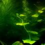 fish tank picture - oxygen bubbles on pennywort