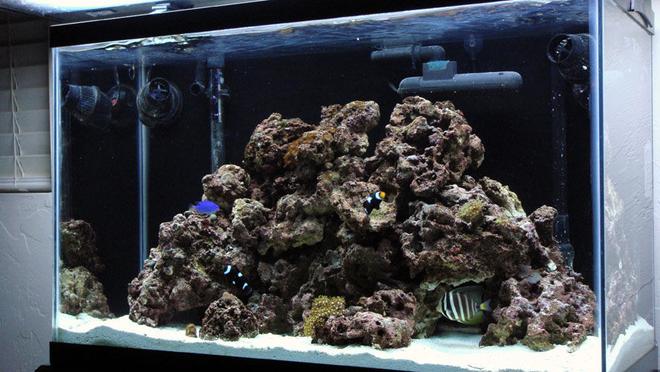 29 gallons saltwater fish tank (mostly fish, little/no live coral) - Just downgraded from a 75 gal.  and put everything is this 29 Gallon - Button Polyps, Green Star Polyps, Green Ricordia, Trumpet, Frogspawn, Assorterd Mushrooms and Zoos.  All are still fairly small as they were bought as frags and are only a couple of months old I plan to add alot more soon.  Mated Pair of Black Ocellaris Clowns,a Sailfin Tang (for now) and a Blue Damsel.  Cleaner Shrimp, Coral Banded Shrimp, Nassarius Snails, Nerite Snails, Hermits.