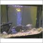 fish tank picture - updated 45 gallon cichlid, aquascaping in progress
