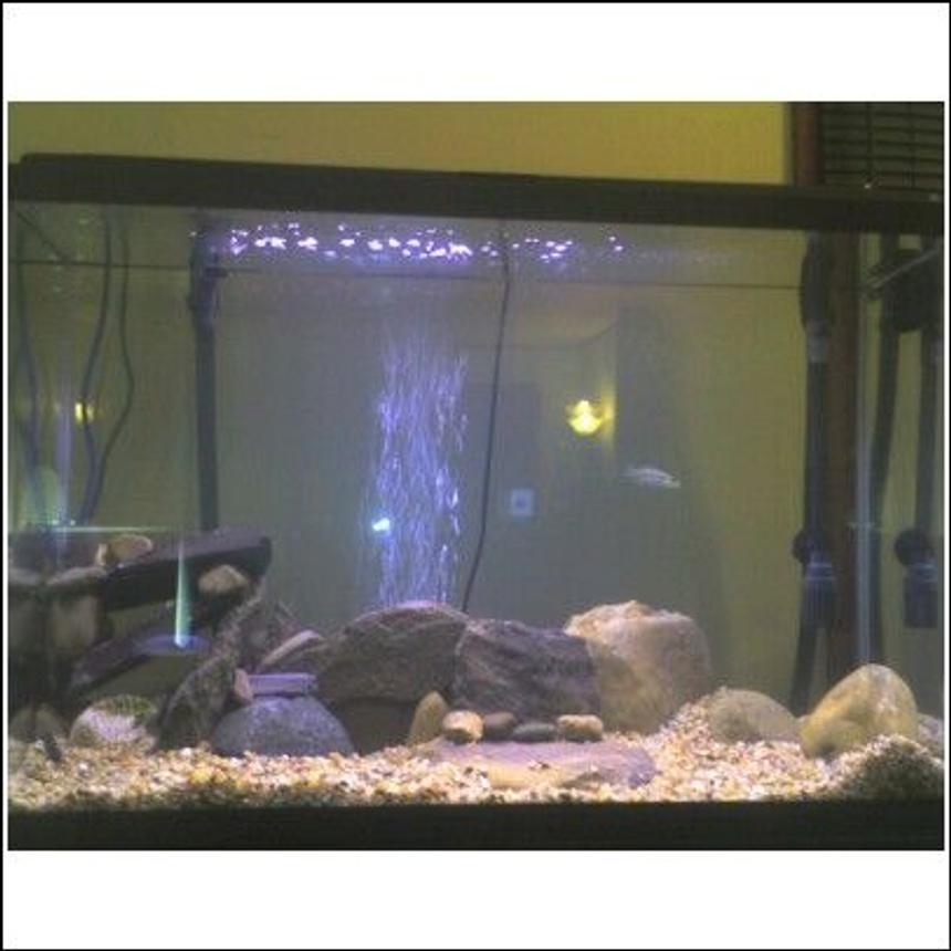 Rated #4164: 45 Gallons Freshwater Fish Tank - another angle