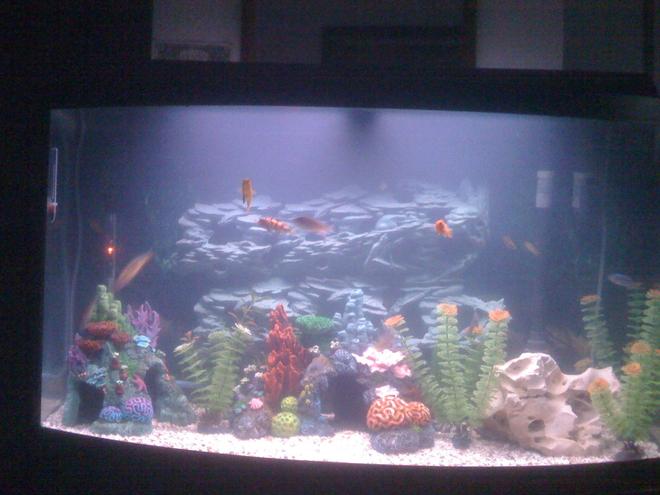 50 gallons freshwater fish tank (mostly fish and non-living decorations) - My  Tank