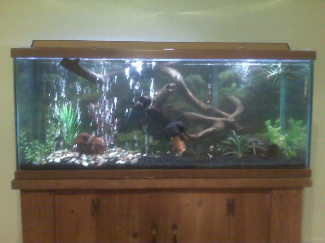 75 gallons freshwater fish tank (mostly fish and non-living decorations) - Bad camera phone picture, hope to upload better picture soon.