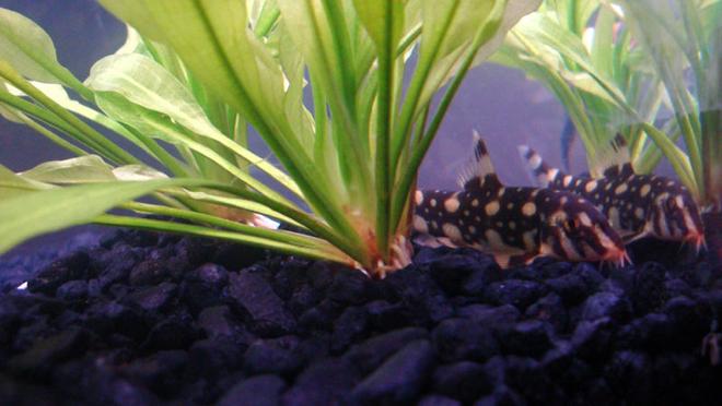 freshwater fish - botia kubotai - burmese border loach stocking in 12 gallons tank - Burmese Boarder Loach