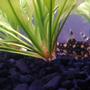 freshwater fish - botia kubotai - burmese border loach stocking in 12 gallons tank - Burmese Boarder Loach