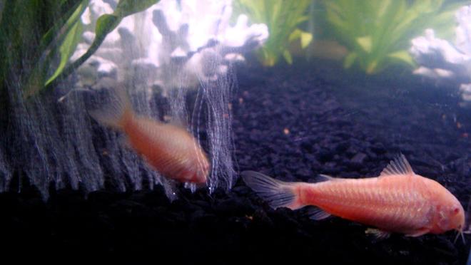 freshwater fish - corydoras aeneus - albino aeneus cory cat stocking in 12 gallons tank - Albino Cory Catfish
