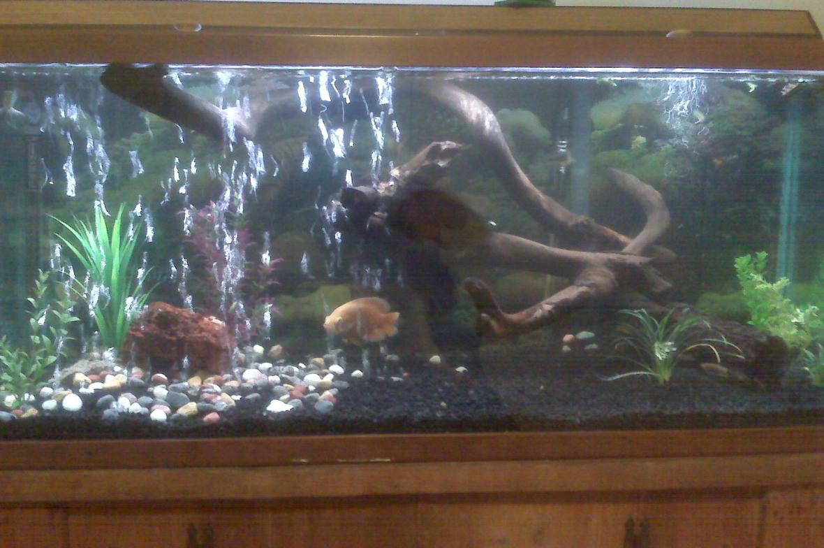75 gallons freshwater fish tank (mostly fish and non-living decorations) - another shot