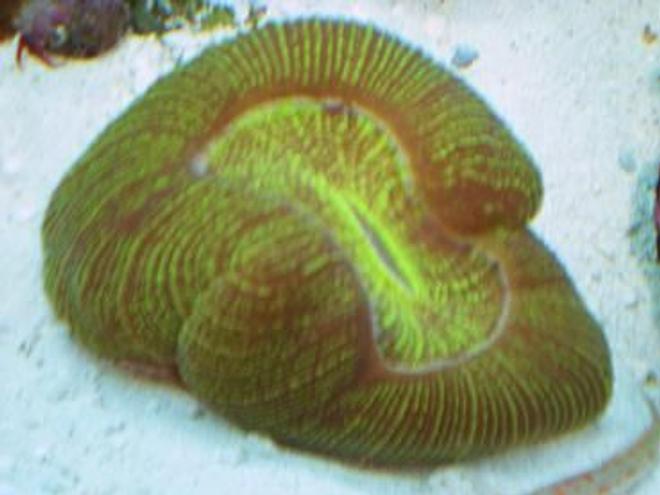 corals inverts - trachyphyllia geoffroyi - brain coral, trachyphyllia stocking in 55 gallons tank - green brain coral