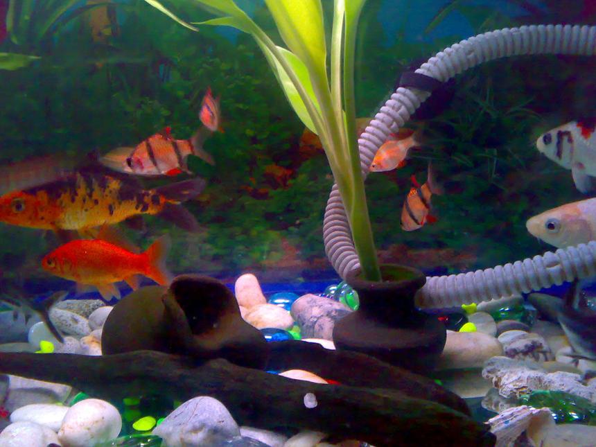 Rated #1794: Freshwater Fish - Puntius Tetrazona - Tiger Barb Stocking In 15 Gallons Tank - this is my other picture of my tank.