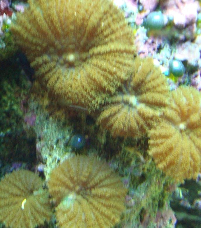 corals inverts - rhodactis indosinensis - hairy mushroom stocking in 125 gallons tank - fuzzy green mushrooms
