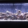 55 gallons freshwater fish tank (mostly fish and non-living decorations) - Update