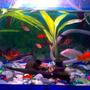 freshwater fish - puntius tetrazona - tiger barb stocking in 15 gallons tank - A 15 gallon tank. . 15 tiger barb fish(3 albino), 2 shark catfish, 3 koi fish, 3 swordtail, 1 goldfish. (in 1 aquarium) I have a filter with oxygen. fishes ofcourse . pot, log. plants. (this is the same aquarium)