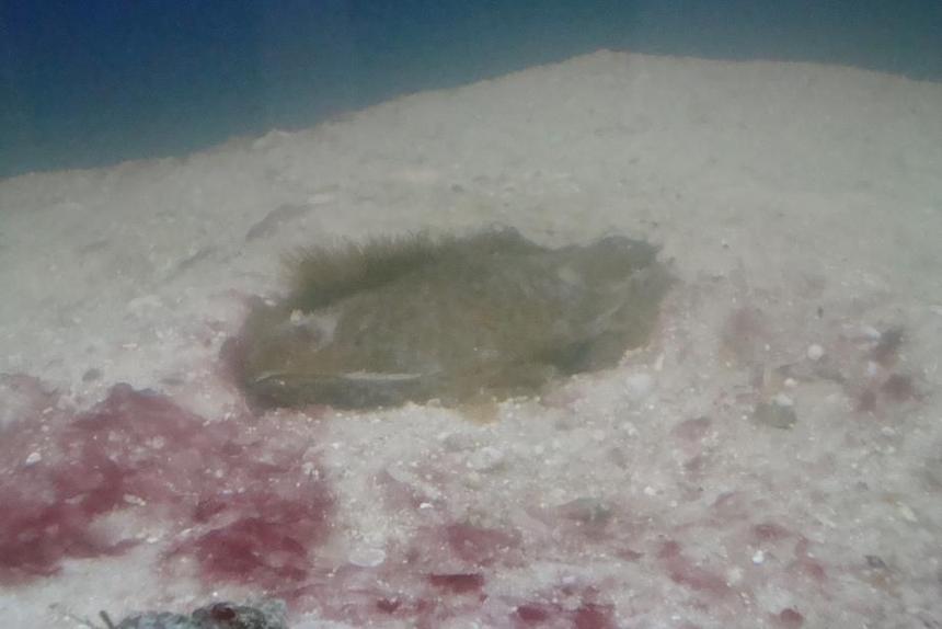 Rated #75: Saltwater Fish - Chiloscyllium Sp. - Shark Egg Stocking In 55 Gallons Tank - AWAITING THE ARRIVAL OF JAWZ. THIS IS A BANDED SHARK EGG AT ABOUT 5 WEEKS