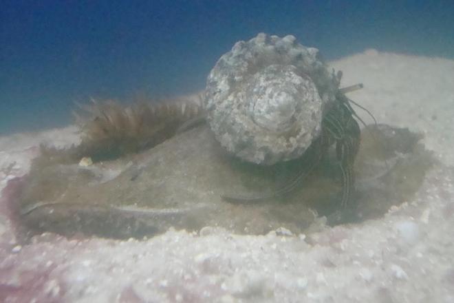 corals inverts - clibanarius tricolor - dwarf blue leg hermit stocking in 55 gallons tank - HERMIT CRAB CHECKING TO SEE IF HES HERE  YET....HE ALSO CLEANS THE EGG SHELL