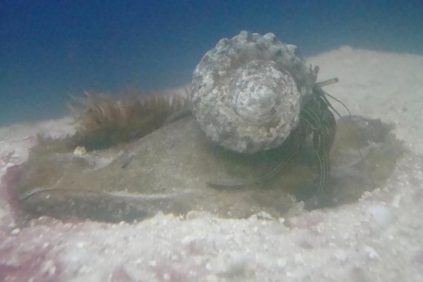 Rated #82: Corals Inverts - Clibanarius Tricolor - Dwarf Blue Leg Hermit Stocking In 55 Gallons Tank - HERMIT CRAB CHECKING TO SEE IF HES HERE  YET....HE ALSO CLEANS THE EGG SHELL