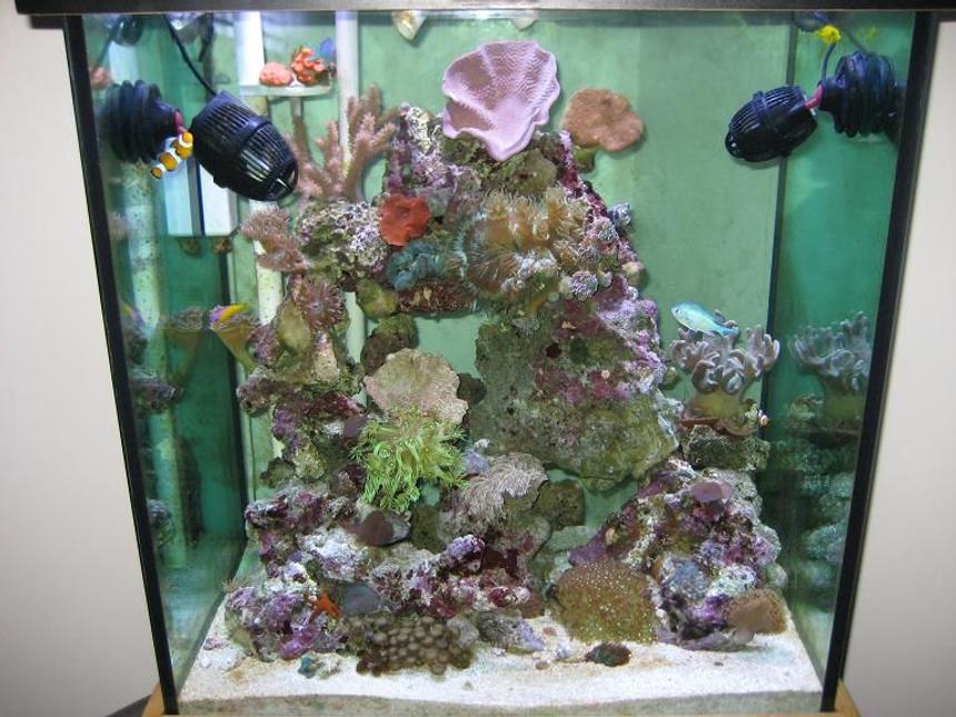 Rated #102: 55 Gallons Reef Tank - Full Tank Shot
