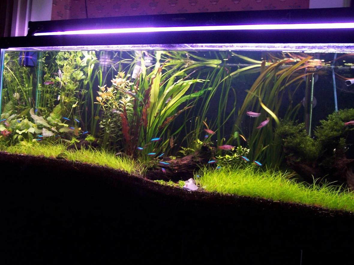 55 gallons planted tank (mostly live plants and fish) - my private yard in my room