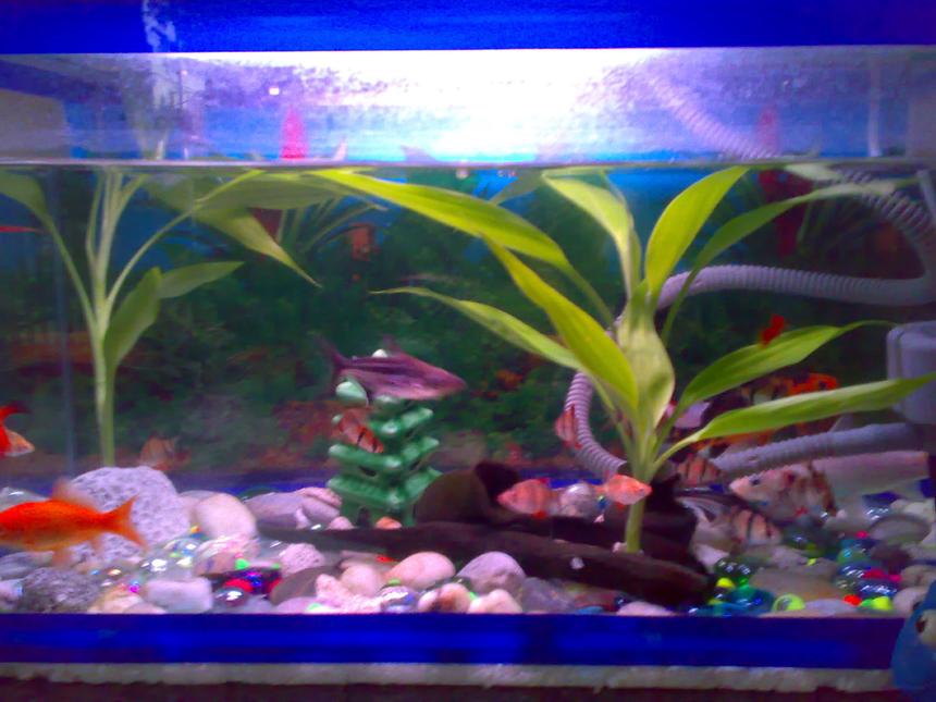 Rated #2195: 15 Gallons Planted Tank - (this is my updated aquarium). I have a 15 tiger barb fish(3 albino), 2 shark catfish, 3 koi fish, 3 swordtail, 1 goldfish. this is a 15g aquarium.