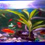 fish tank picture - MY updated aquarium.