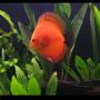 freshwater fish - symphysodon sp. - red marlboro discus stocking in 113 gallons tank - red marlboro discus fish