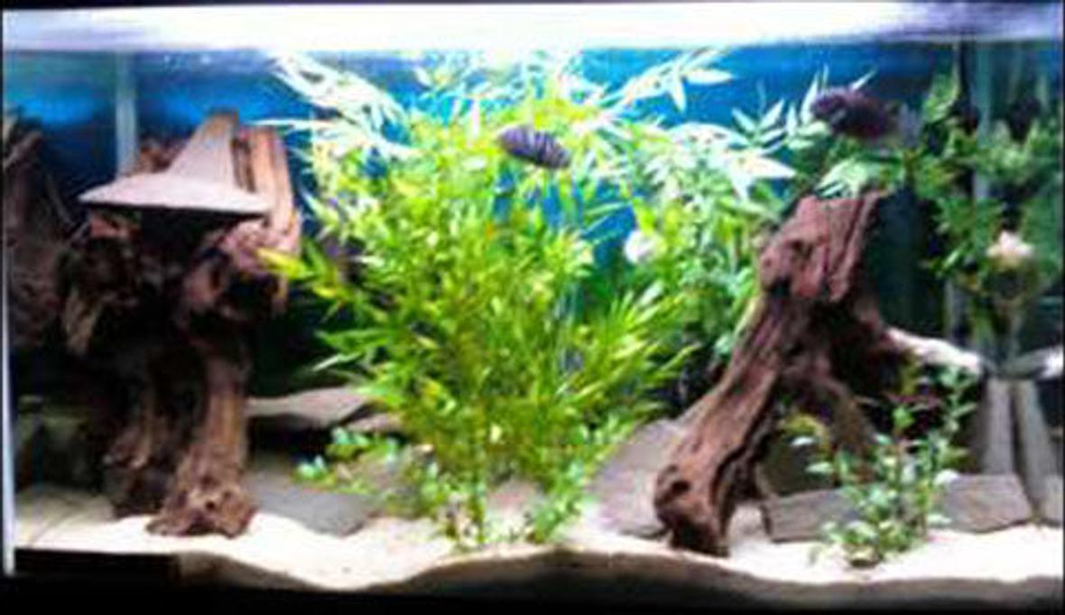 29 gallons freshwater fish tank (mostly fish and non-living decorations) - This is the most updated picture of my tank as of April 2009. Sorry the quality is crap but you get the idea :)