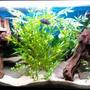 29 gallons freshwater fish tank (mostly fish and non-living decorations) - This is the most updated picture of my tank as of April 2009. Sorry the quality is crap but you get the idea :)