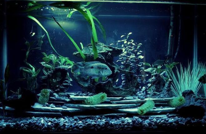 29 gallons planted tank (mostly live plants and fish) - 30 gallon freshwater tank just redone with new bed rock and slate