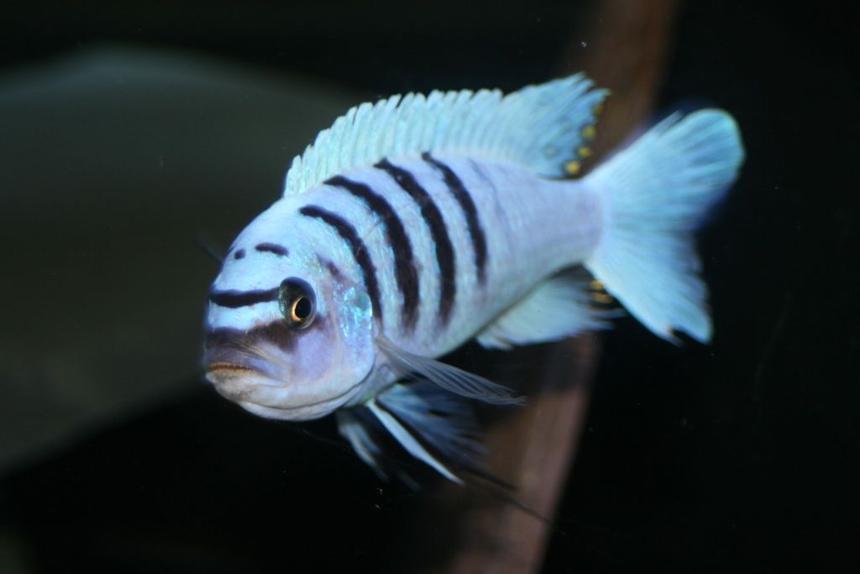 Rated #169: Freshwater Fish - Cynotilapia Afra - Afra Cichlid Stocking In 55 Gallons Tank - afar hara